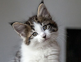 Wildfee's Norwegische Waldkatzen Wildfee's Baba-Jaga - 8 Wochen alt