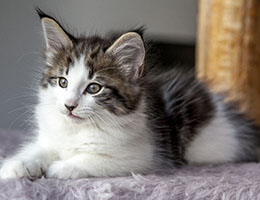 Wildfee's Norwegische Waldkatzen Wildfee's Baba-Jaga - 8 Wochen alt