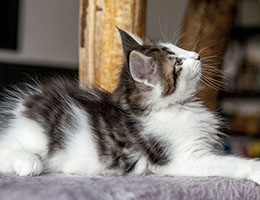 Wildfee's Norwegische Waldkatzen Wildfee's Baba-Jaga - 8 Wochen alt