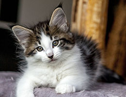 Wildfee's Norwegische Waldkatzen Wildfee's Baba-Jaga - 8 Wochen alt