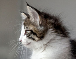 Wildfee's Norwegische Waldkatzen Wildfee's Baba-Jaga - 8 Wochen alt