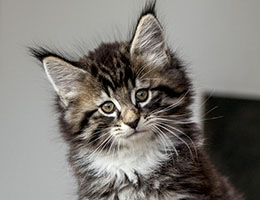 Wildfee's Norwegische Waldkatzen Wildfee's Balerion - 8 Wochen alt