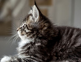 Wildfee's Norwegische Waldkatzen Wildfee's Balerion - 8 Wochen alt