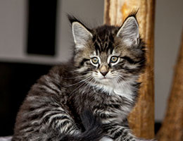 Wildfee's Norwegische Waldkatzen Wildfee's Balerion - 8 Wochen alt