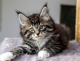 Wildfee's Norwegische Waldkatzen Wildfee's Balerion - 8 Wochen alt