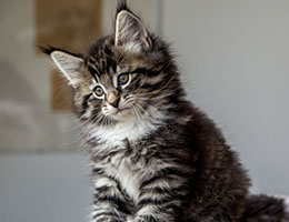 Wildfee's Norwegische Waldkatzen Wildfee's Balerion - 8 Wochen alt