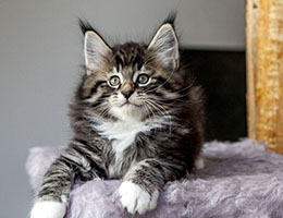 Wildfee's Norwegische Waldkatzen Wildfee's Balerion - 8 Wochen alt