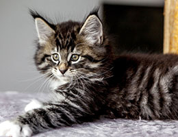 Wildfee's Norwegische Waldkatzen Wildfee's Balerion - 8 Wochen alt