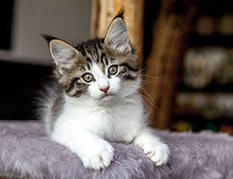 Wildfee's Norwegische Waldkatzen Wildfee's Barathea - 8 Wochen alt