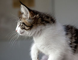 Wildfee's Norwegische Waldkatzen Wildfee's Barathea - 8 Wochen alt