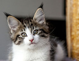 Wildfee's Norwegische Waldkatzen Wildfee's Barathea - 8 Wochen alt