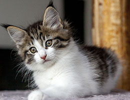 Wildfee's Norwegische Waldkatzen Wildfee's Barathea - 8 Wochen alt