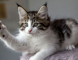 Wildfee's Norwegische Waldkatzen Wildfee's Barathea - 8 Wochen alt