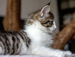 Wildfee's Norwegische Waldkatzen Wildfee's Barathea - 8 Wochen alt