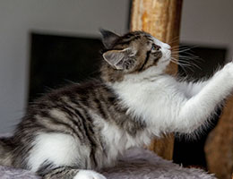 Wildfee's Norwegische Waldkatzen Wildfee's Barathea - 8 Wochen alt