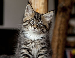 Wildfee's Norwegische Waldkatzen Wildfee's Brienne - 8 Wochen alt