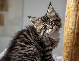 Wildfee's Norwegische Waldkatzen Wildfee's Brienne - 8 Wochen alt