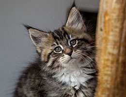 Wildfee's Norwegische Waldkatzen Wildfee's Brienne - 8 Wochen alt