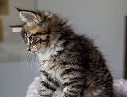 Wildfee's Norwegische Waldkatzen Wildfee's Brienne - 8 Wochen alt