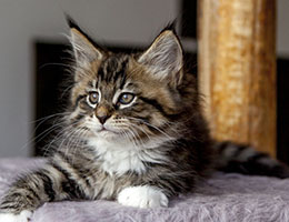 Wildfee's Norwegische Waldkatzen Wildfee's Brienne - 8 Wochen alt