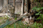 Norwegische Waldkatzen Babys
