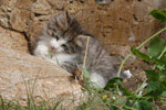 Norwegische Waldkatzen Babys
