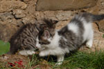 Norwegische Waldkatzen Babys
