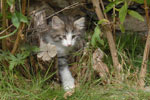 Norwegische Waldkatzen Babys