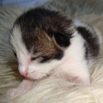 Wildfee's Norwegische Waldkatzen Wildfee's marleddin