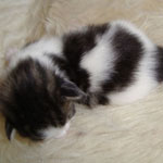 Wildfee's Norwegische Waldkatzen Wildfee's marleddin