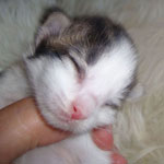 Wildfee's Norwegische Waldkatzen Wildfee's marleddin