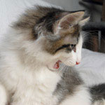 Wildfee's Norwegische Waldkatzen - Babys und Jungtiere 