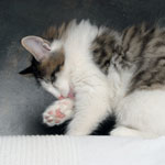 Wildfee's Norwegische Waldkatzen - Babys und Jungtiere 