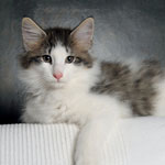 Wildfee's Norwegische Waldkatzen - Babys und Jungtiere 