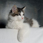 Wildfee's Norwegische Waldkatzen - Babys und Jungtiere 