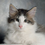 Wildfee's Norwegische Waldkatzen - Babys und Jungtiere 