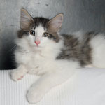 Wildfee's Norwegische Waldkatzen - Babys und Jungtiere 