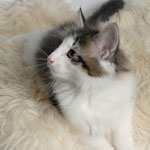 Wildfee's Norwegische Waldkatzen - Babys und Jungtiere 