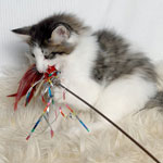 Wildfee's Norwegische Waldkatzen - Babys und Jungtiere 