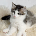 Wildfee's Norwegische Waldkatzen - Babys und Jungtiere 