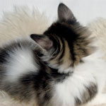 Wildfee's Norwegische Waldkatzen - Babys und Jungtiere 