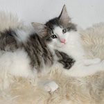 Wildfee's Norwegische Waldkatzen - Babys und Jungtiere 