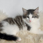 Wildfee's Norwegische Waldkatzen - Babys und Jungtiere 