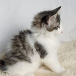 Wildfee's Norwegische Waldkatzen - Babys und Jungtiere 