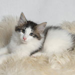 Wildfee's Norwegische Waldkatzen - Babys und Jungtiere 