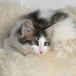 Wildfee's Norwegische Waldkatzen - Babys und Jungtiere 