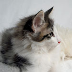 Wildfee's Norwegische Waldkatzen - Babys und Jungtiere 