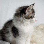 Wildfee's Norwegische Waldkatzen - Babys und Jungtiere 