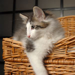 Wildfee's Norwegische Waldkatzen - Babys und Jungtiere 