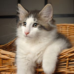 Wildfee's Norwegische Waldkatzen - Babys und Jungtiere 